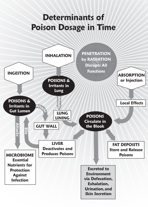 Diagram of poison intake and metabolism in Alderman syndrome.